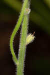 Carolina false vervain